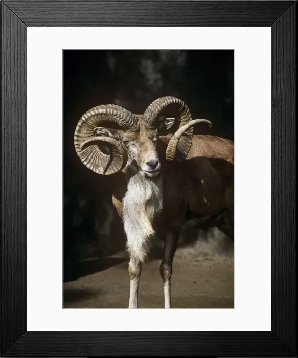 Framed Print : Transcaspian Mouflon Sheep - ram Framed Print : Transcaspian Mouflon Sheep - ram