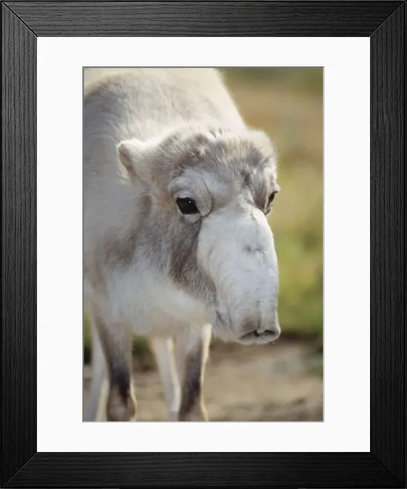 Framed Print : Saiga Antelope - close-up of female's head, winter coat. Caspian Sea area Framed Print : Saiga Antelope - close-up of female's head, winter coat. Caspian Sea area