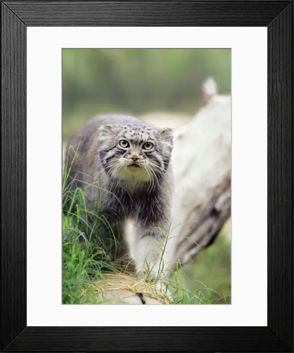 Framed Print : Pallas Cat Central Asia & Tibet, high altitude species