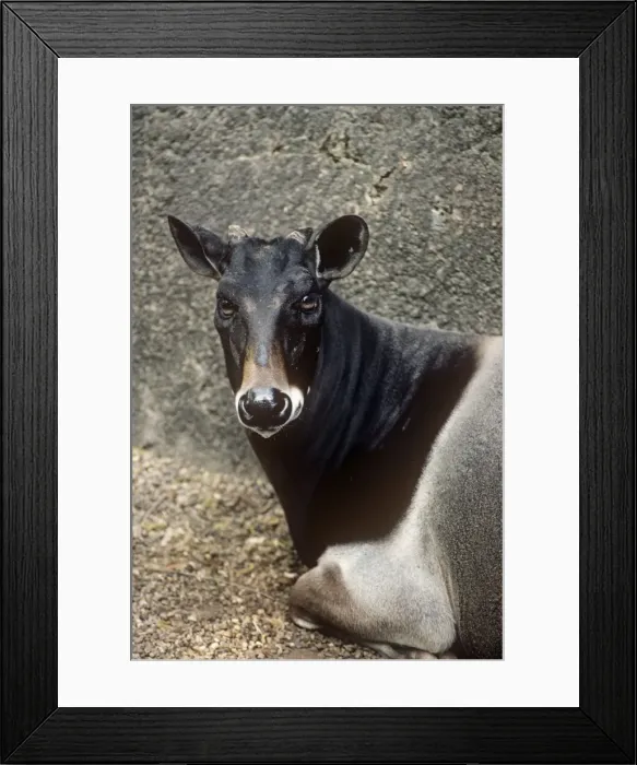 Framed Print : Jentink's Duiker Antelope Framed Print : Jentink's Duiker Antelope