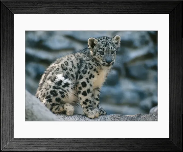 Framed Print : Snow Leopard Cub Framed Print : Snow Leopard Cub