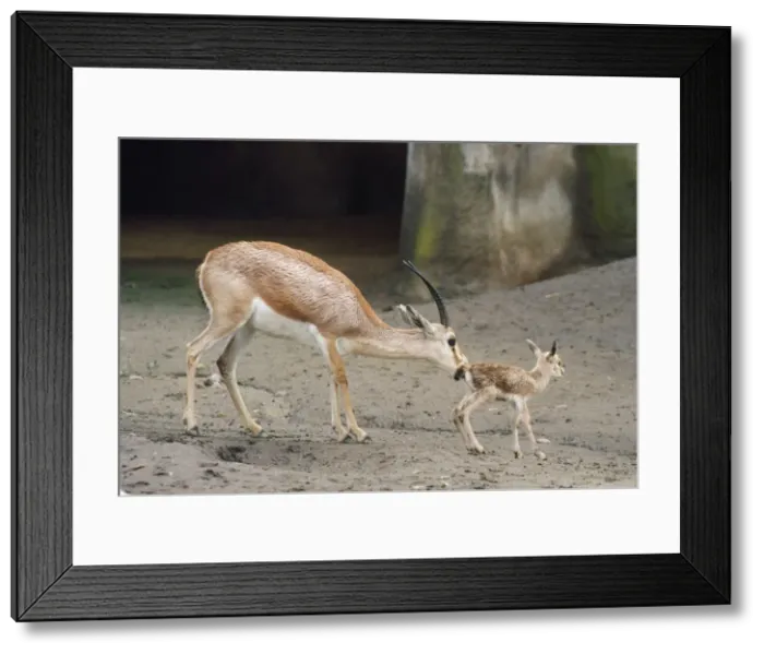 Framed Print : Slender-horned / Rhim / Sand Gazelle - female with newborn young. Distrubution: Sahara Desert Framed Print : Slender-horned / Rhim / Sand Gazelle - female with newborn young. Distrubution: Sahara Desert