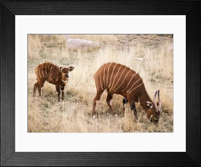 Framed Print : Bongo Antelope Female wth young. East Africa Framed Print : Bongo Antelope Female wth young. East Africa