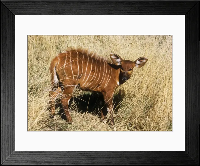 Framed Print : Eastern Bongo Antelope - calf Framed Print : Eastern Bongo Antelope - calf