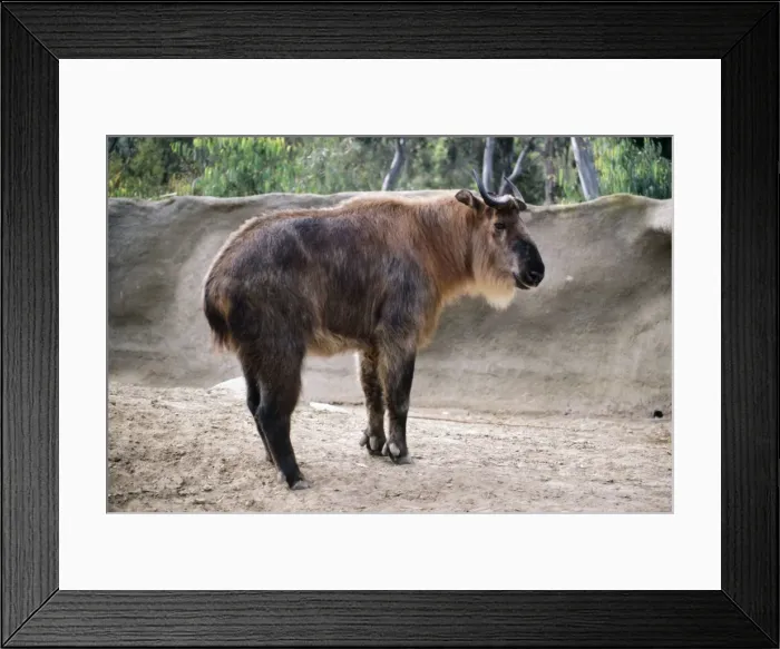 Framed Print : Sichuan Takin Mts. Central China Framed Print : Sichuan Takin Mts. Central China