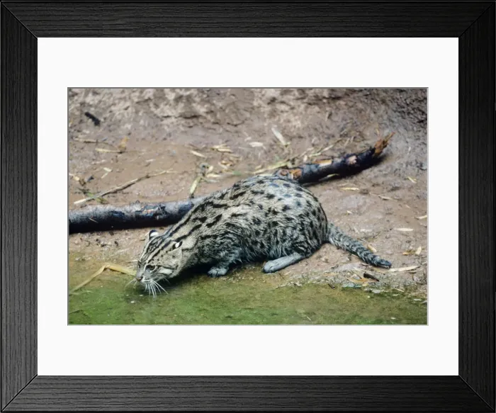 Framed Print : Fishing Cat Framed Print : Fishing Cat