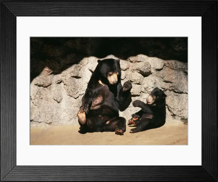 Framed Print : Malayan Sun Bear With cub Framed Print : Malayan Sun Bear With cub
