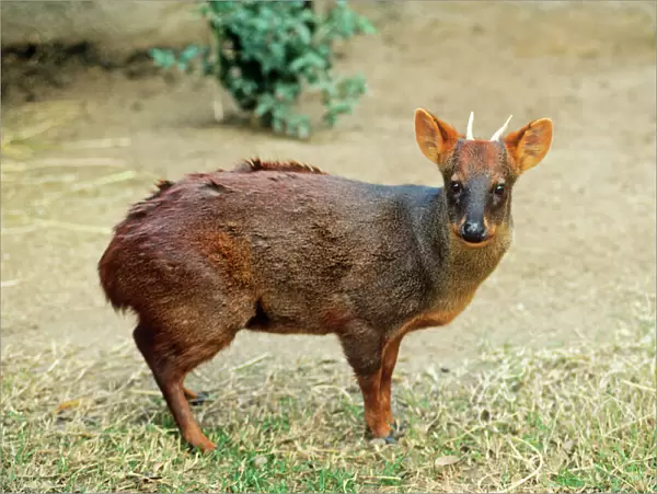 Southern Pudu Deer - male South Chile & South West Argentina