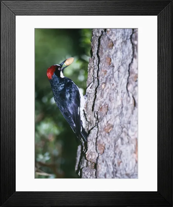 Framed Print : Acorn Woodpecker - holding acorn Framed Print : Acorn Woodpecker - holding acorn