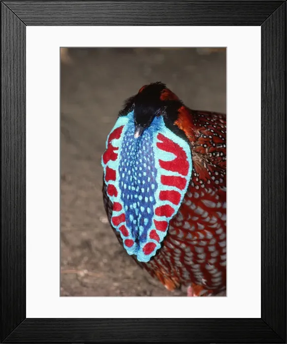 Framed Print : Temminck's Tragopan - showing lappet Framed Print : Temminck's Tragopan - showing lappet