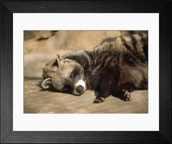 Framed Print : African Civet formerly known as; Viverra civetta Framed Print : African Civet formerly known as; Viverra civetta