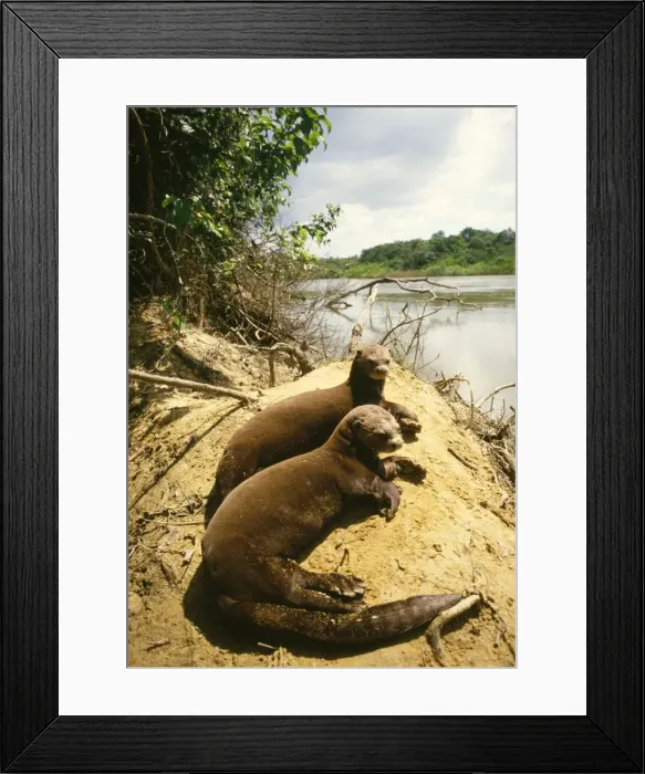 Framed Print : Giant Otter Guyana, South America Framed Print : Giant Otter Guyana, South America