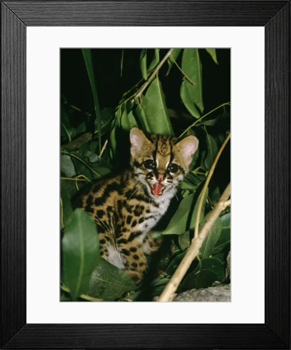 Framed Print : Ocelot - cub Guyana, South America Framed Print : Ocelot - cub Guyana, South America