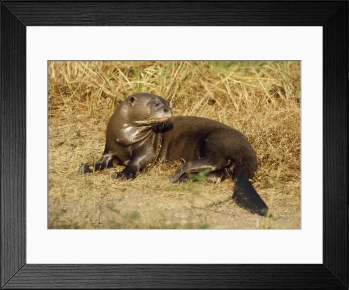 Framed Print : Giant Otter Guyana, South America Framed Print : Giant Otter Guyana, South America