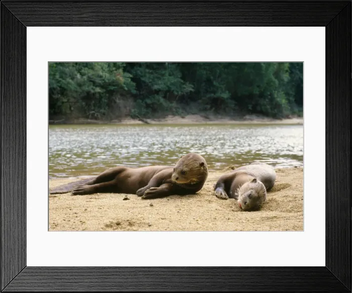 Framed Print : Giant Otter Guyana, South America Framed Print : Giant Otter Guyana, South America