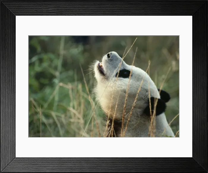 Framed Print : Giant Panda Sichuan, China Framed Print : Giant Panda Sichuan, China