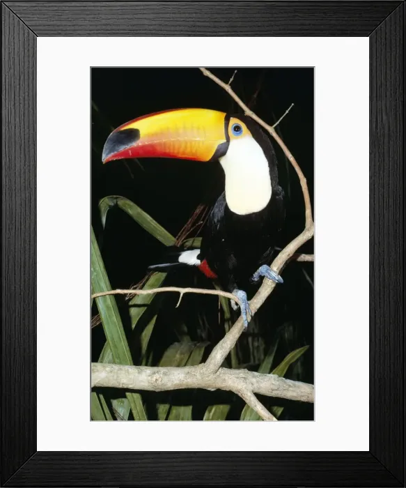 Framed Print : Toco Toucan South america