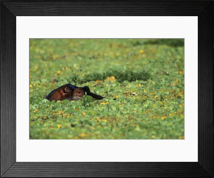 Framed Print : Hippopotamus Eyes showing just above water Framed Print : Hippopotamus Eyes showing just above water