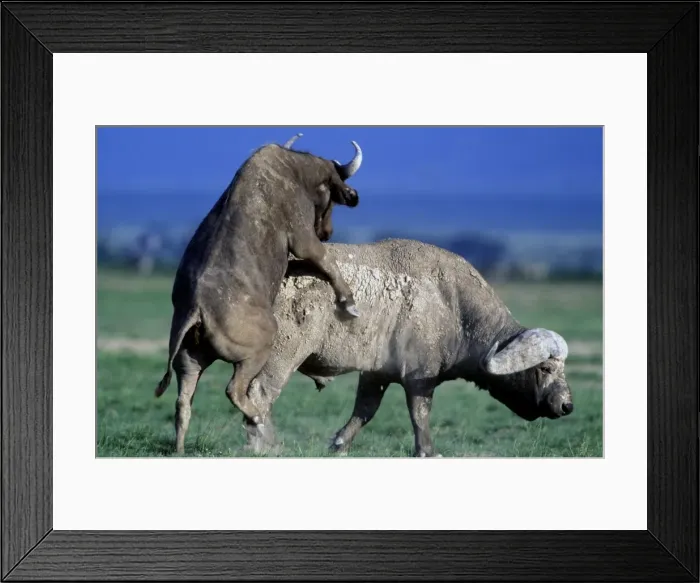 Framed Print : African / Cape Buffalo Mating Framed Print : African / Cape Buffalo Mating