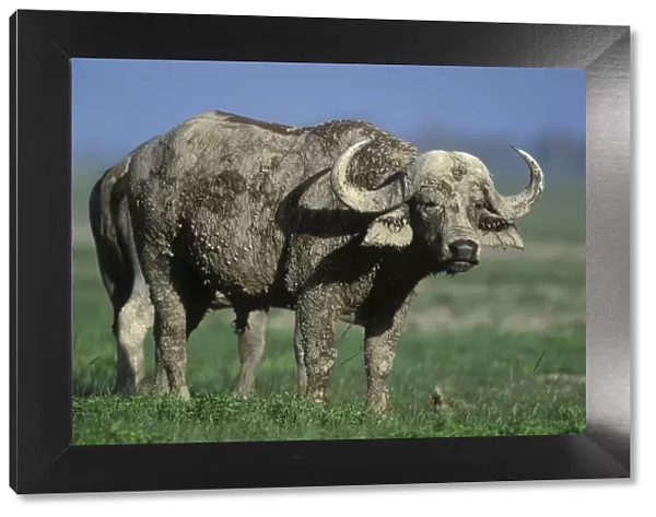African  /  Cape Buffalo Covered in mud