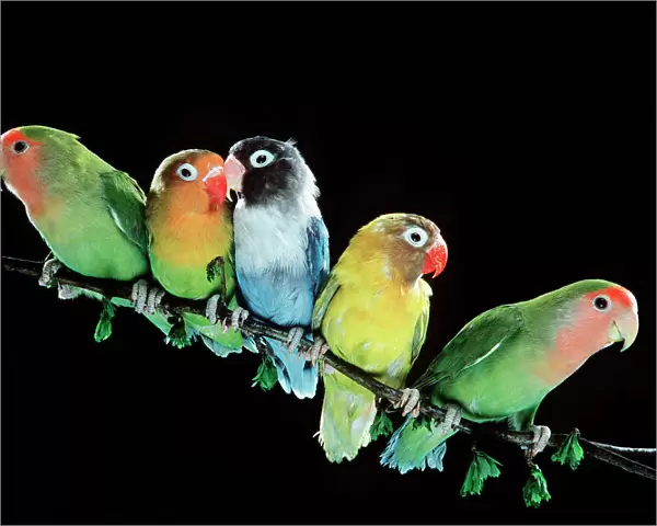 Lovebirds LA 111 From left to right: 1st & 5th: Peach Faced, 2nd: Fischers, 3rd: Blue Variety of Masked Lovebird and 4th:Masked © J. M. Labat  /  ARDEA LONDON