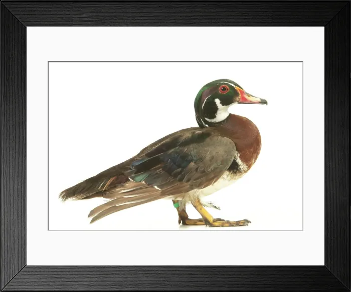 Framed Print : Wood Duck Domestic Duck Framed Print : Wood Duck Domestic Duck