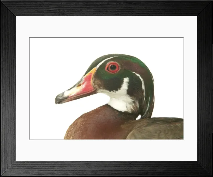 Framed Print : Wood Duck Domestic Duck Framed Print : Wood Duck Domestic Duck