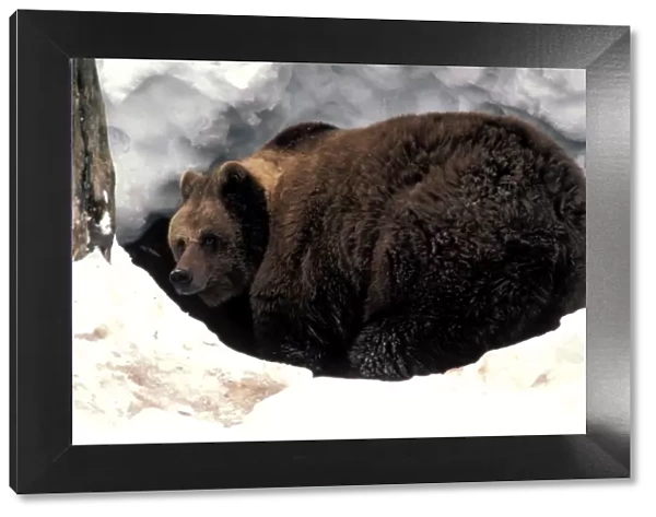 Brown Bear - In snow, entering cave for hibernation