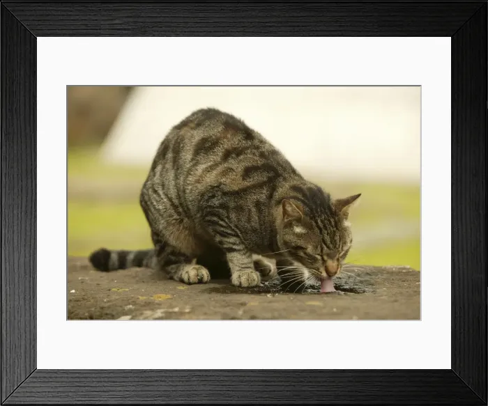 Framed Print : CAT - feral cat drinking from puddle Rome, Italy Framed Print : CAT - feral cat drinking from puddle Rome, Italy