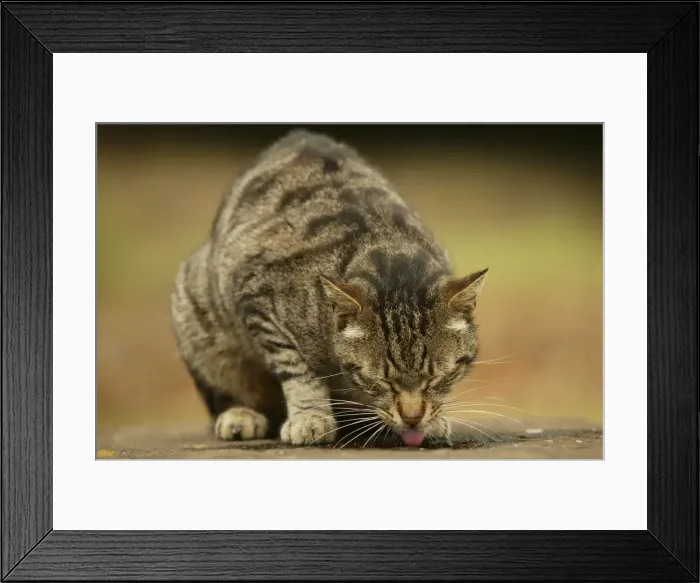 Framed Print : CAT - feral cat drinking from puddle Rome, Italy Framed Print : CAT - feral cat drinking from puddle Rome, Italy