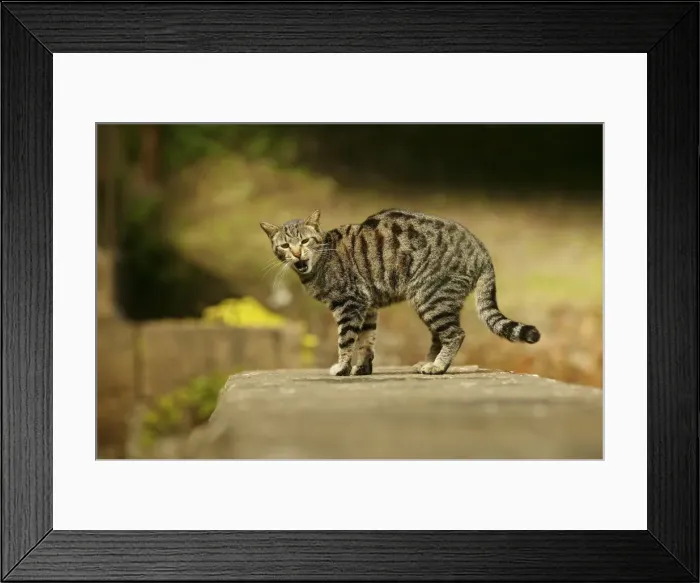 Framed Print : CAT - feral cat, mouth open Rome, Italy Framed Print : CAT - feral cat, mouth open Rome, Italy