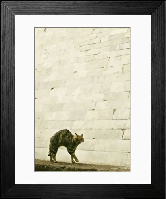 Framed Print : CAT - feral cat arching back and yawning Rome, Italy Framed Print : CAT - feral cat arching back and yawning Rome, Italy