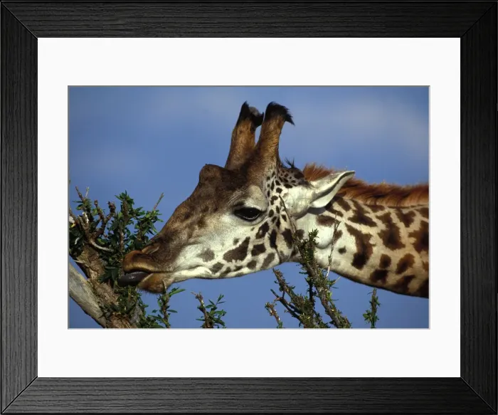 Framed Print : Reticulated Giraffe - close-up of head, feeding