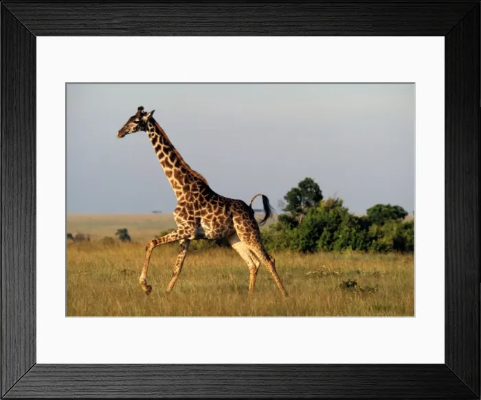 Framed Print : Giraffe - adult running Framed Print : Giraffe - adult running