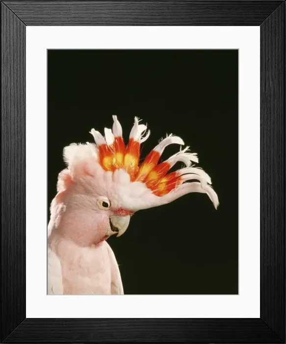 Framed Print : Major Mitchell's Cockatoo Framed Print : Major Mitchell's Cockatoo