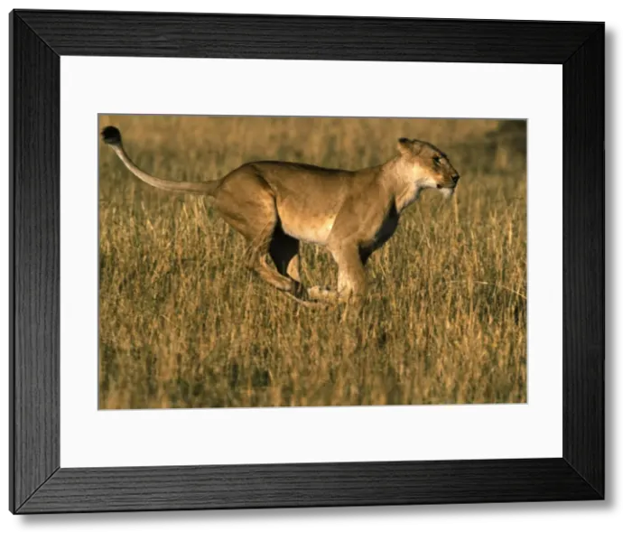 Framed Print : Lion - Female running through grass. Maasai Mara, Kenya, Africa Framed Print : Lion - Female running through grass. Maasai Mara, Kenya, Africa