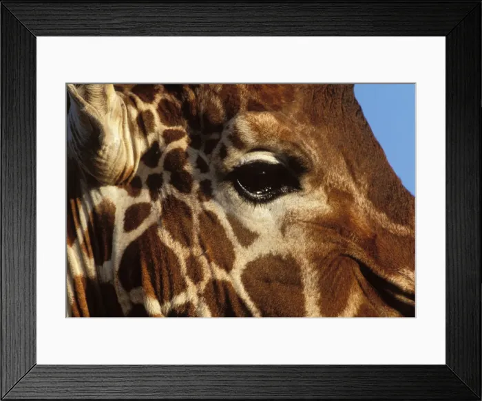 Framed Print : Reticulated Giraffe - close up of face Framed Print : Reticulated Giraffe - close up of face