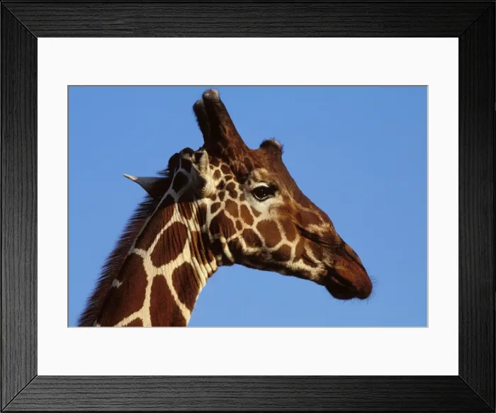 Framed Print : Reticulated Giraffe - close up of face Framed Print : Reticulated Giraffe - close up of face