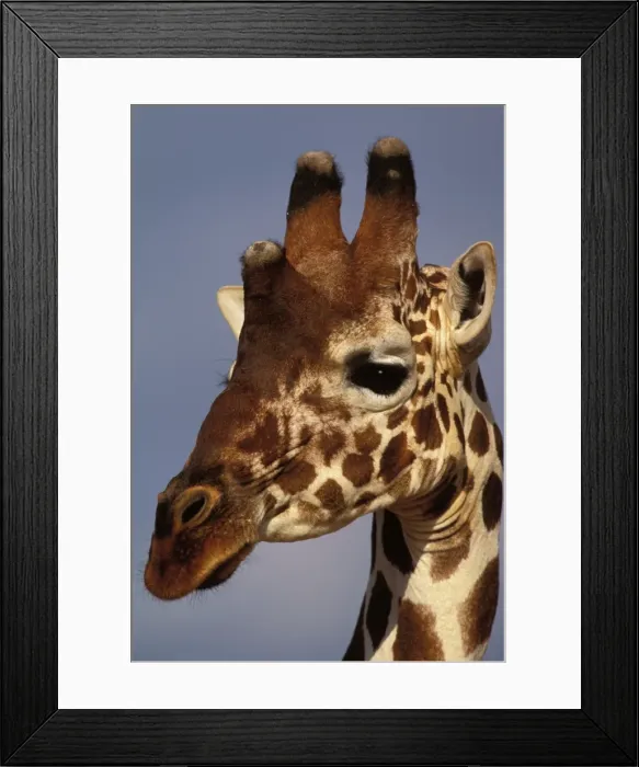 Framed Print : Reticulated Giraffe - close up of face Framed Print : Reticulated Giraffe - close up of face