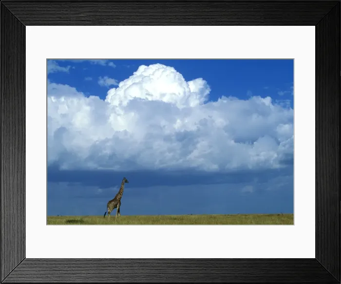 Framed Print : Giraffe - close up of face Framed Print : Giraffe - close up of face
