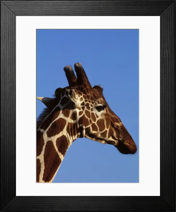 Framed Print : Reticulated Giraffe - close up of face Framed Print : Reticulated Giraffe - close up of face