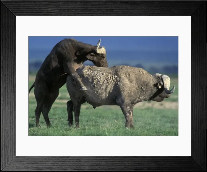 Framed Print : African / Cape Buffalo - pair mating Framed Print : African / Cape Buffalo - pair mating