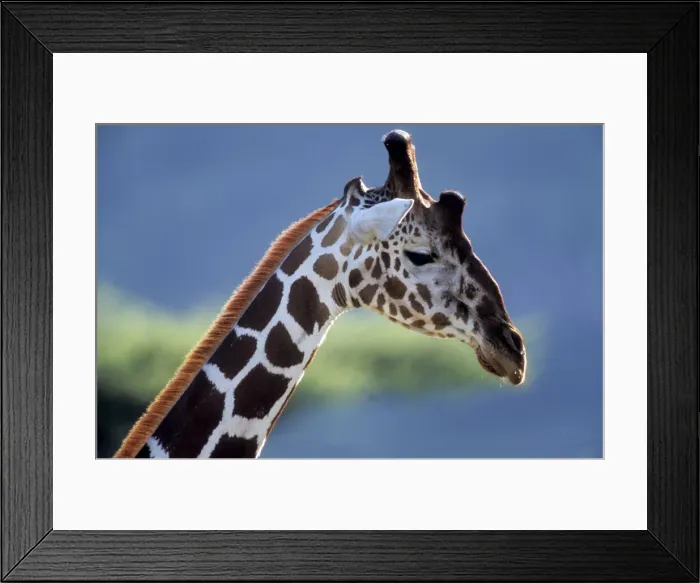 Framed Print : Giraffe - close-up of head Framed Print : Giraffe - close-up of head