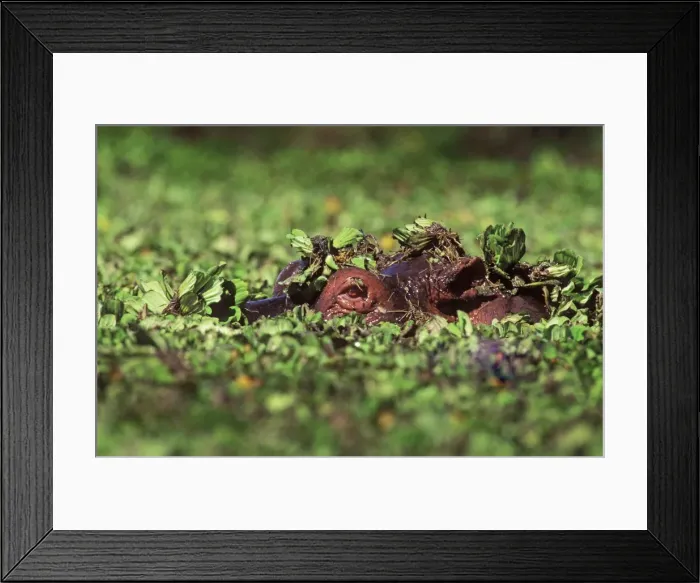 Framed Print : Hippopotamus - in water, eye showing Framed Print : Hippopotamus - in water, eye showing