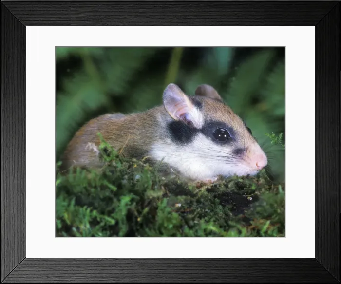 Framed Print : Garden Dormouse Framed Print : Garden Dormouse