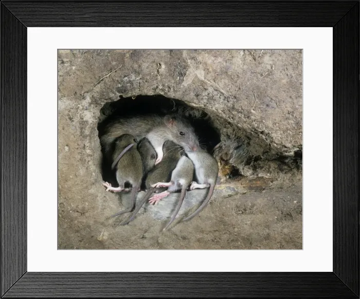 Framed Print : Brown / Norway / Common Rat - in burrow with young suckling Framed Print : Brown / Norway / Common Rat - in burrow with young suckling