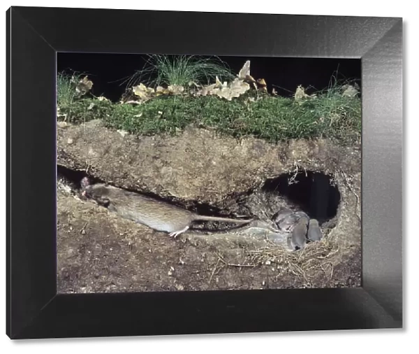 Common  /  Norway  /  Brown Rat - litter in nest with adult carrying young from burrow