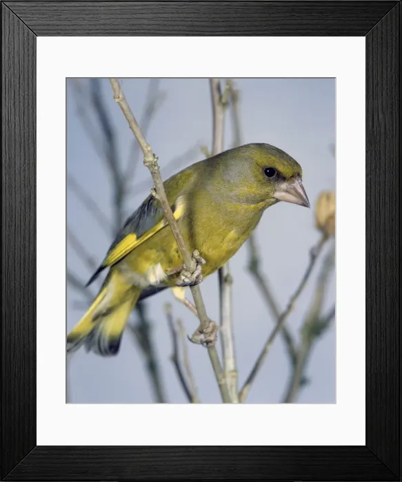 Framed Print : Greenfinch Framed Print : Greenfinch