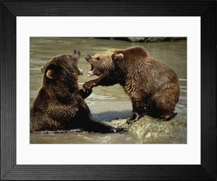 Framed Print : European Brown Bear - two playing Framed Print : European Brown Bear - two playing