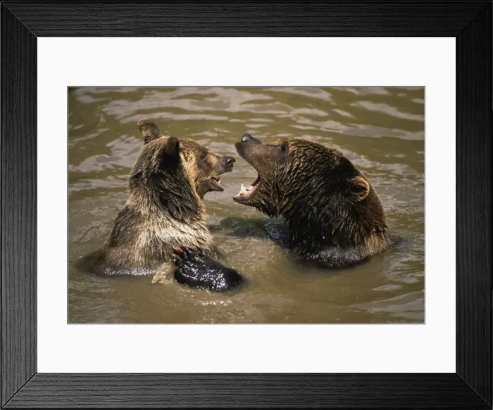 Framed Print : European Brown Bear - two playing in water Framed Print : European Brown Bear - two playing in water
